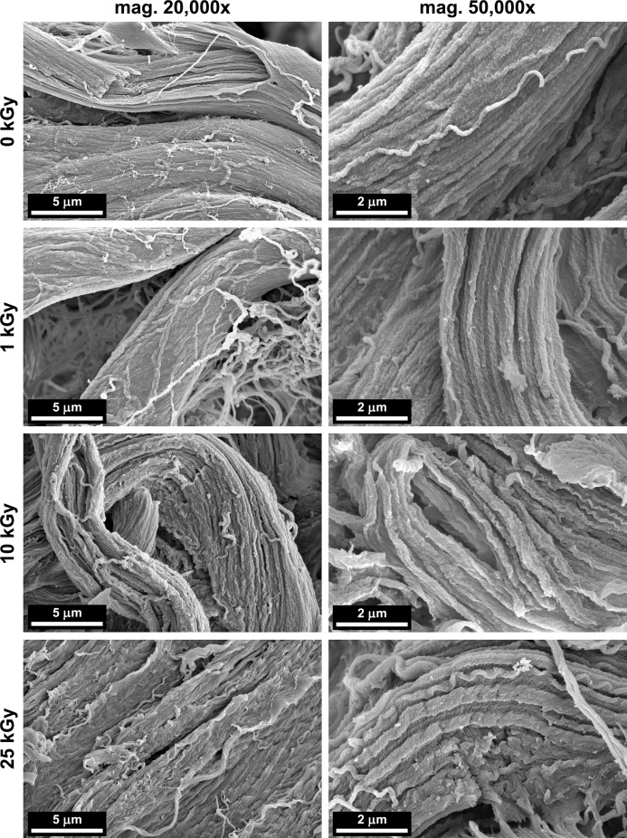 Fig. Representative SEM images of the collagen gel before irradiation (0 kGy) and the collagen gels irradiated with doses of 1, 10 and 25 kGy. The images in the left column were taken at a magnification of 20,000× (the bar represents 5 μm), and those in the right column at a magnification of 50,000× (the bar represents 2 μm)
